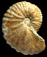 Stoliczkaia (Stoliczkaia) clavigera