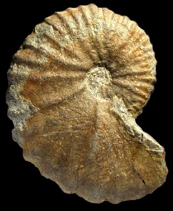 Ammonites et aliae spirae II - Stoliczkaia (Stoliczkaia) clavigera