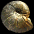 Spitidiscus rotula