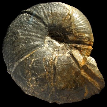Ammonites et aliae spirae II - Spitidiscus rotula