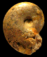 Lissoceras oolithicum