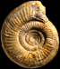 Vermisphinctes meseres (M)