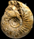 ? Vermisphinctes sp.