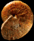 Strigoceras septicarinatum (M)