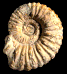 Pachyhemihoplites aff. gerthi