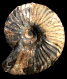 Canadoceras yokoyamai