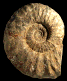 Busnardoites sp.