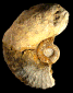 Paraspiticeras sp.