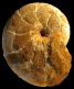 Holcophylloceras polyolcum