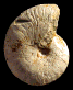 Subpulchellia oehlerti