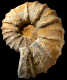 Calycoceras (Proeucalycoceras) aff. picteti