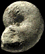 Pachydiscus (Pachydiscus) sp.