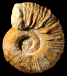 Kutatissites sp.
