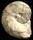 Saynella aff. clypeiformis