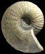 Pachydiscus (Pachydiscus) subrobustus