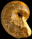Liparoceras (Becheiceras) gallicum