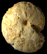 Coilopoceras requienianum