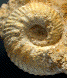 Erymnoceras (Erymnoceras) leuthardti