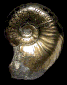 Amauroceras gr. ferrugineum (m)