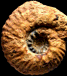 Erymnoceras (Erymnoceras) baylei