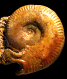 Oecotraustes genicularis (m)