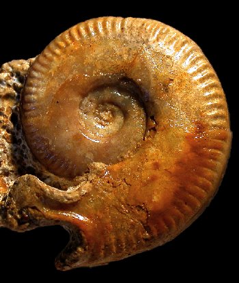 Ammonites et aliae spirae II - Oecotraustes umbilicatus