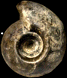 Cadoceras durum (M)