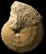 Granulochetoceras hungaricum