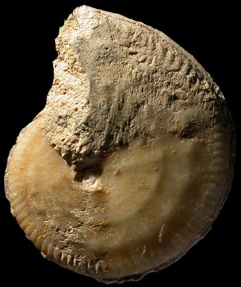 Ammonites et aliae spirae II - "Granulochetoceras" hungaricum