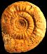 Choffatia waageni (M)