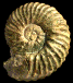 Anahoplites intermedius