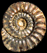 Mucrodactylites mucronatus (m)