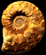 Peltoceras retrospinatum (M)