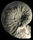 "Himalayites" nieri