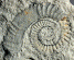 Leptoceras jelevi