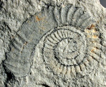 Ammonites et aliae spirae II - Leptoceras jelevi