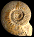 Indosphinctes (Indosphinctes) petaini (M)