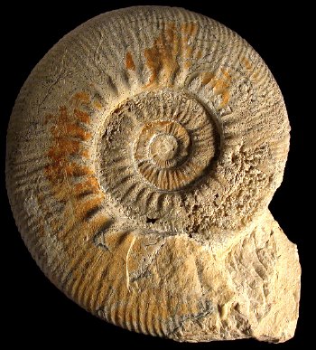 Ammonites et aliae spirae II - Indosphinctes (Indosphinctes) petaini