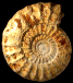 Pseudopeltoceras leckenbyi (M)