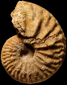 Phlycticeras polygonium var. nodosum (M)
