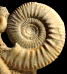 Hamulisphinctes hamulatus (m)