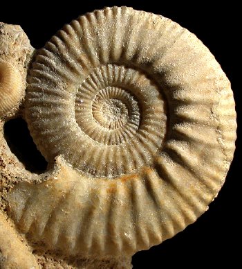 Ammonites et aliae spirae II - Hamulisphinctes hamulatus
