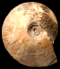 Choffaticeras (Choffaticeras) segne