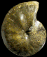 Coilopoceras cf. springeri