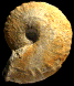 Distichoceras (Distichoceras) bicostatum (M)