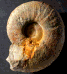 Pseudohaploceras sp.