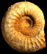 Orthogarantiana densicostata (M)
