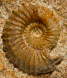 Strenoceras niortense