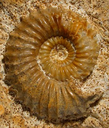 Ammonites et aliae spirae II - Strenoceras niortense