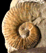 Martelites sarasini
